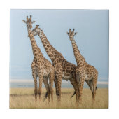 Drie Giraffes Tegeltje (Voorkant)