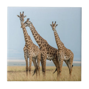 Drie Giraffes Tegeltje