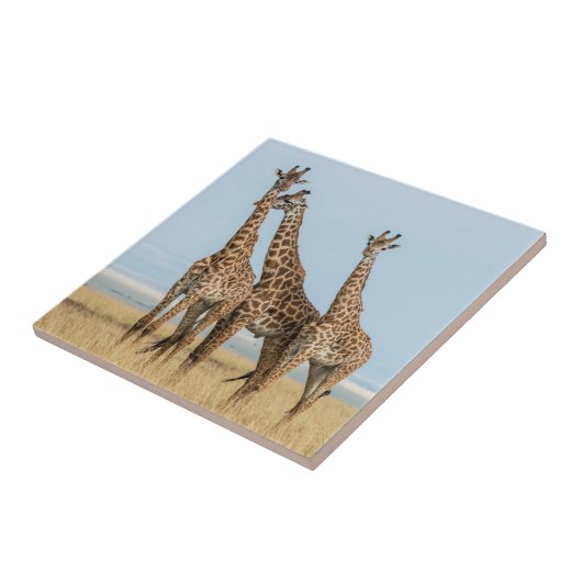 Drie Giraffes Tegeltje (Zijkant)
