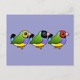 Drie Gouldian Finches Briefkaart