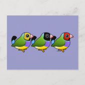 Drie Gouldian Finches Briefkaart (Voorkant)