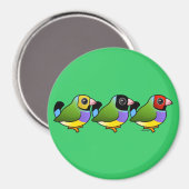Drie Gouldian Finches Magneet (Voorkant / Achterkant)