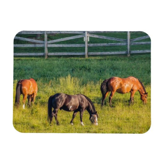 Drie grazende paarden magneet (Horizontaal)