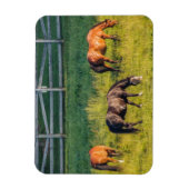 Drie grazende paarden magneet (Verticaal)