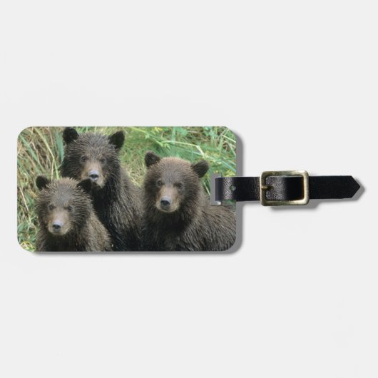 Drie grizzly Beer welpen of coys Bagagelabel (Voorkant horizontaal)