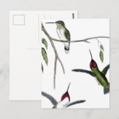 Drie Groene Hummingvogels Briefkaart (Voorkant / Achterkant)