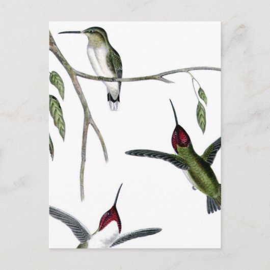 Drie Groene Hummingvogels Briefkaart (Voorkant)