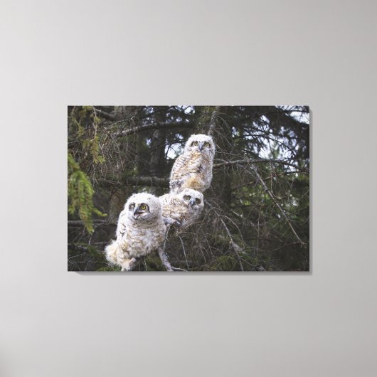 Drie grote kippen met een hoornvlieg (Bubo Virgini Canvas Afdruk (Voorkant)