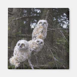Drie grote kippen met een hoornvlieg (Bubo Virgini Magneet