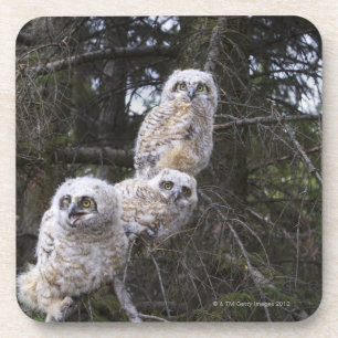 Drie grote kippen met een hoornvlieg (Bubo Virgini Onderzetter