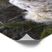 Drie grote kippen met een hoornvlieg (Bubo Virgini Poster (Hoek)