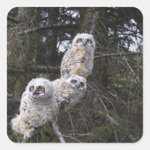 Drie grote kippen met een hoornvlieg (Bubo Virgini Vierkante Sticker