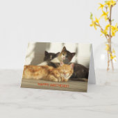 Drie het ontspannen Katten, Verjaardag Kaart (Gele Bloem)