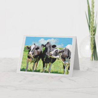 Drie Holstein Koeien grazen Kaart