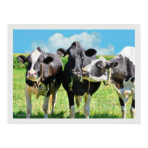 Drie Holstein Koeien
