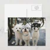 Drie honden briefkaart (Voorkant / Achterkant)