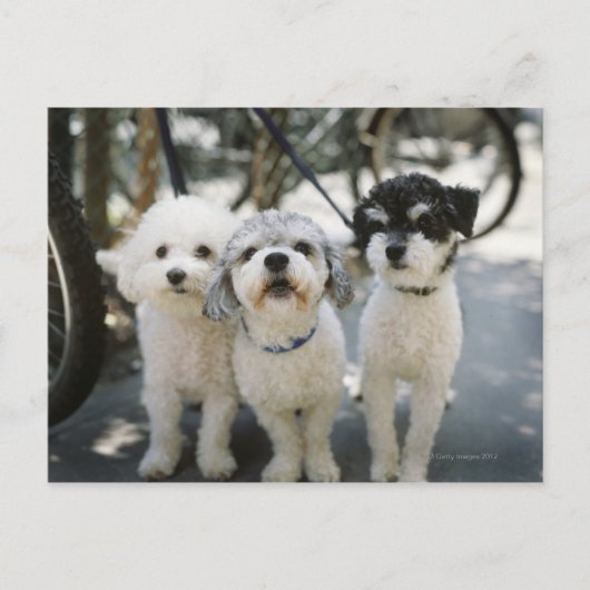 Drie honden briefkaart (Voorkant)