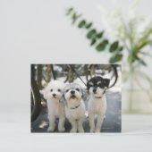 Drie honden briefkaart (Staand voorkant)