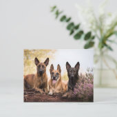 Drie honden briefkaart (Staand voorkant)