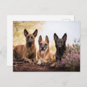 Drie honden briefkaart (Voorkant / Achterkant)