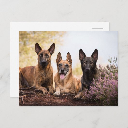 Drie honden briefkaart (Voorkant / Achterkant)