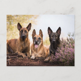 Drie honden briefkaart