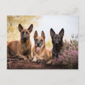 Drie honden briefkaart (Voorkant)