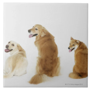 Drie honden die naar camera kijken tegeltje