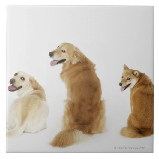 Drie honden die naar camera kijken tegeltje (Voorkant)