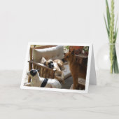 Drie Honden die Portret koelen Kaart (Voorkant)