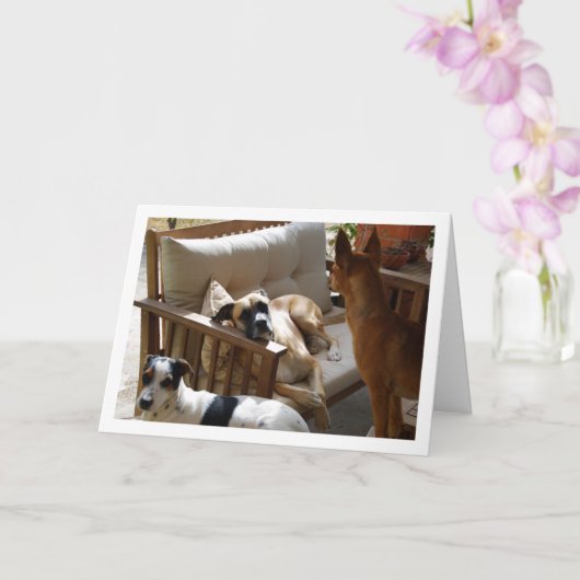 Drie Honden Koel Portret Kaart (Orchidee)