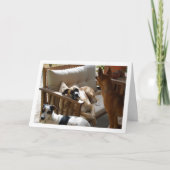 Drie Honden Koel Portret Kaart (Voorkant)