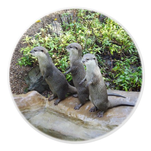Drie Hongaarse otters, Keramische Knop (Voorkant)