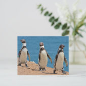 Drie Humboldt pinguïns lopen Briefkaart (Staand voorkant)