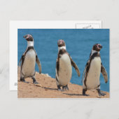 Drie Humboldt pinguïns lopen Briefkaart (Voorkant / Achterkant)