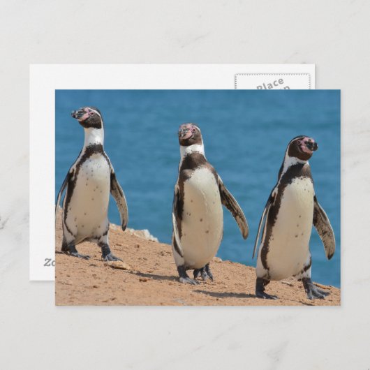 Drie Humboldt pinguïns lopen Briefkaart (Voorkant / Achterkant)