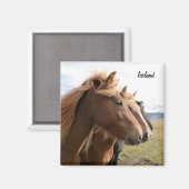 Drie IJslandse paarden op een rij Magnet (Voorkant / Achterkant)
