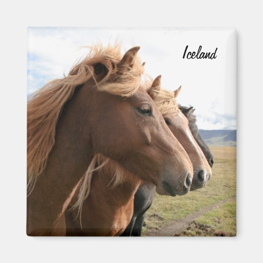 Drie IJslandse paarden op een rij Magnet (Voorkant)