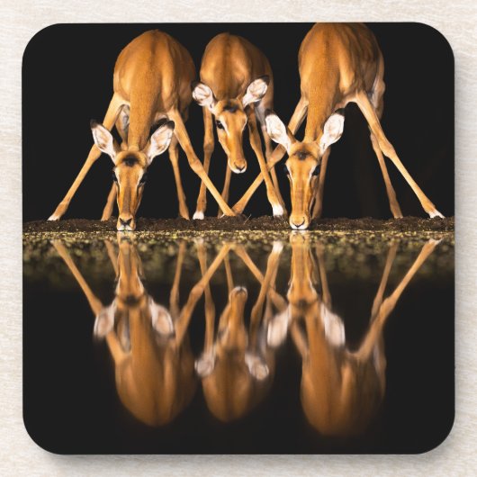 Drie impala's drink 's nachts samen bier onderzetter (Voorkant)