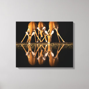 Drie impala's drink 's nachts samen canvas afdruk