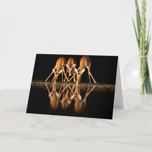 Drie impala's drink 's nachts samen kaart (Voorkant)