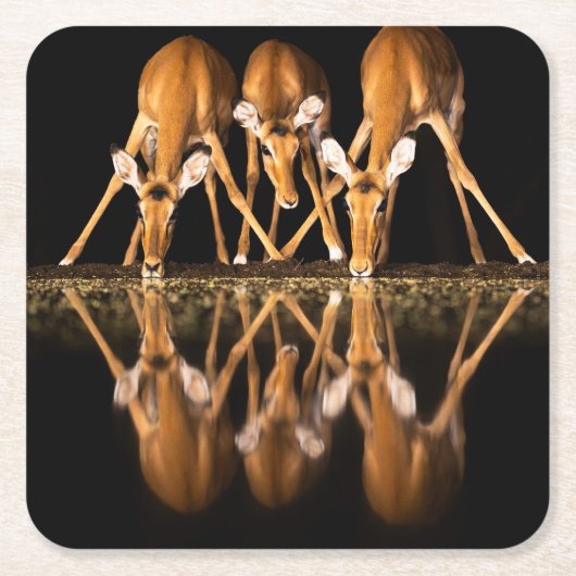 Drie impala's drink 's nachts samen kartonnen onderzetters (Voorkant)