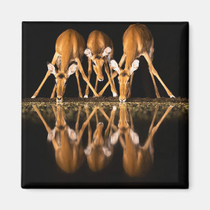 Drie impala's drink 's nachts samen magneet