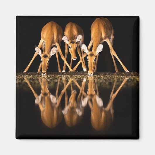 Drie impala's drink 's nachts samen magneet (Voorkant)