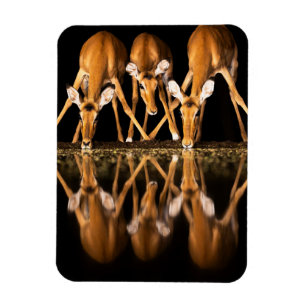 Drie impala's drink 's nachts samen magneet