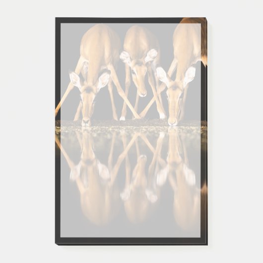 Drie impala's drink 's nachts samen post-it® notes (Voorkant)