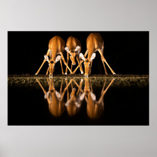 Drie impala's drink 's nachts samen poster