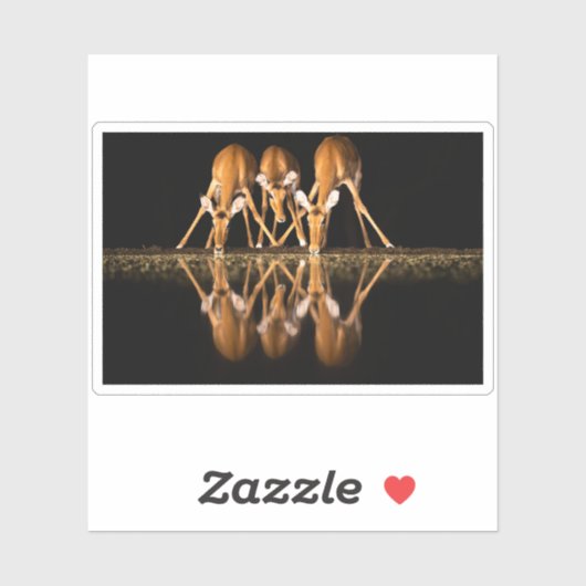 Drie impala's drink 's nachts samen sticker (Vel)