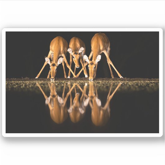Drie impala's drink 's nachts samen sticker (Voorkant)