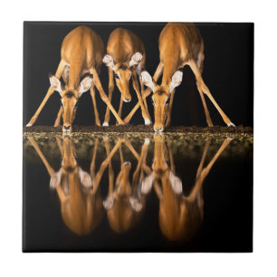 Drie impala's drink 's nachts samen tegeltje